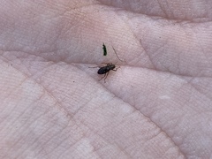 Stenelmis calida