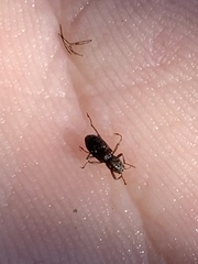 Stenelmis calida