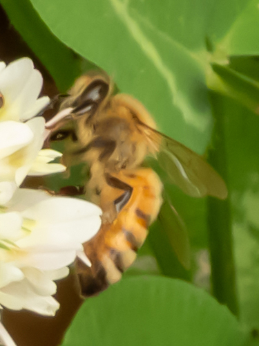 Western Honey Bee