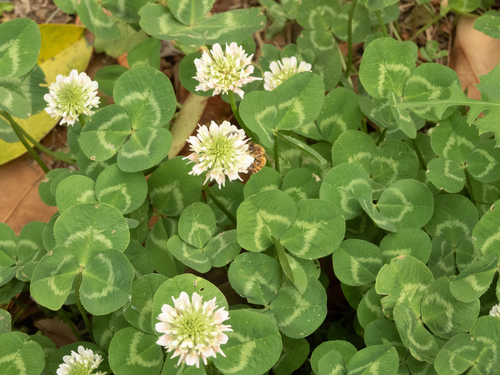 white clover