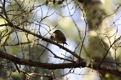 Leiothrix lutea observed 2025-05-17