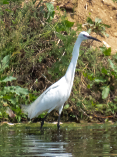 Little Egret