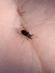 Stenelmis calida