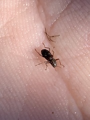 Stenelmis calida