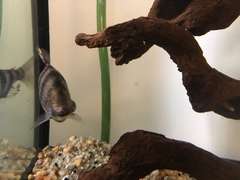 Abramites hypselonotus