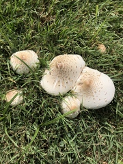 Chlorophyllum molybdites