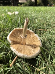 Chlorophyllum molybdites
