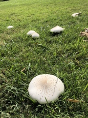 Chlorophyllum molybdites