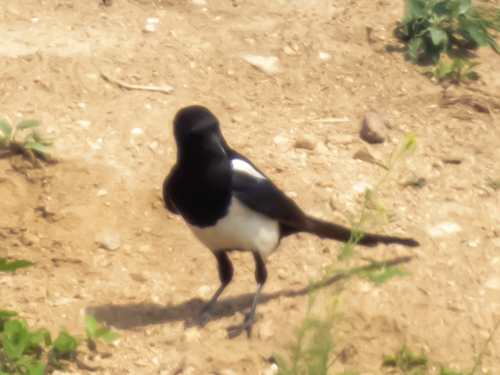 Oriental Magpie