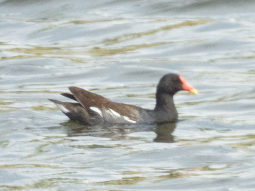 Eurasian Moorhen