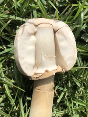 Chlorophyllum molybdites