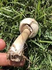 Chlorophyllum molybdites