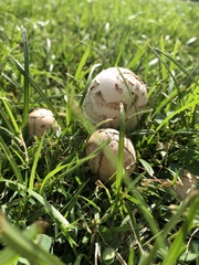 Chlorophyllum molybdites
