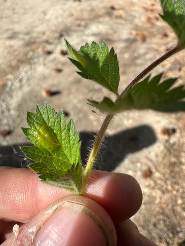 iNaturalist observation photo of Taphrina tormentillae