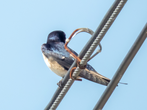 Barn Swallow