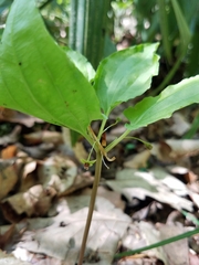 Croomia pauciflora