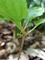 Croomia pauciflora