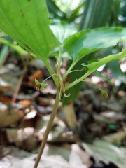 Croomia pauciflora