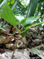Croomia pauciflora