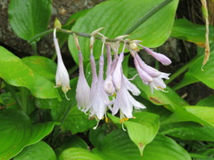 Hosta sieboldiana