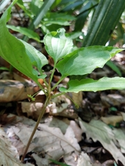 Croomia pauciflora