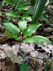 Croomia pauciflora