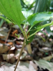 Croomia pauciflora