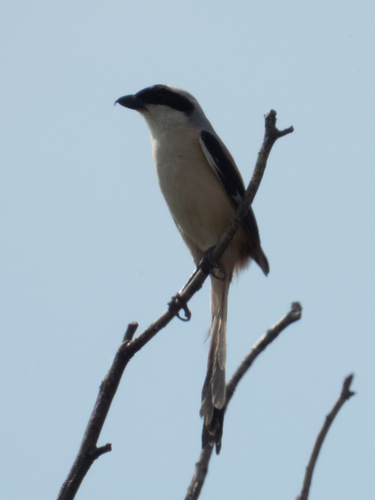 Long-tailed Shrike