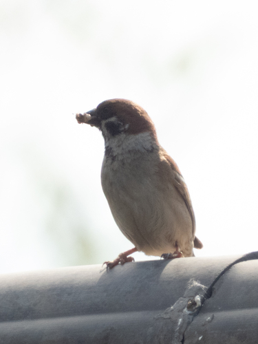 Eurasian Tree Sparrow