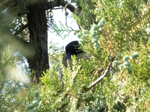 Azure-winged Magpie