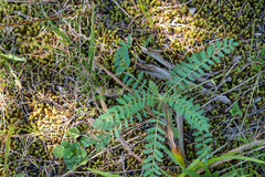 Astragalus tennesseensis