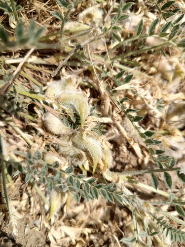 Bent Milkvetch (Astragalus inflexus)