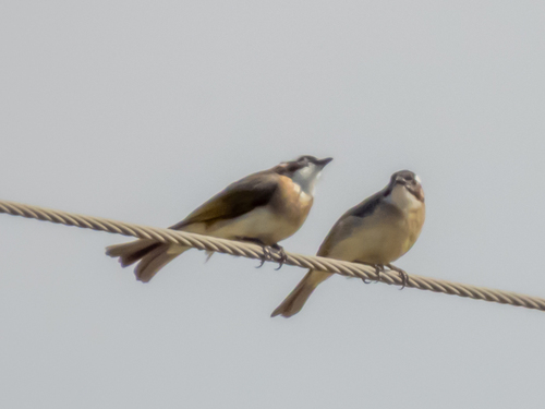 Light-vented Bulbul