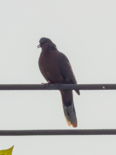 Spotted Dove