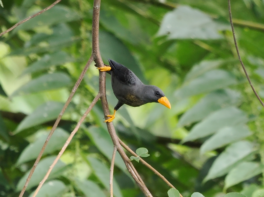 Grosbeak Starling