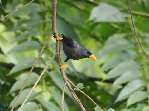 Finch-billed Myna