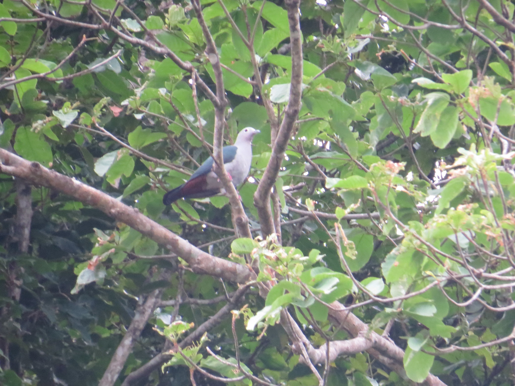 Island Imperial Pigeon (Ducula pistrinaria), photo 3