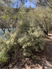 Styphelia setigera