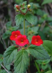 Achimenes erecta