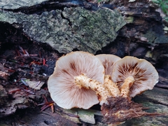 Pholiota