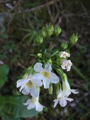 Primula miyabeana