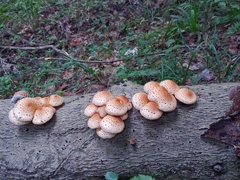 Pholiota