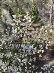 Styphelia setigera