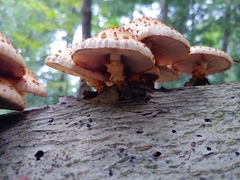 Pholiota