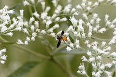 Galactomyia
