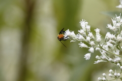 Galactomyia