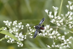 Galactomyia