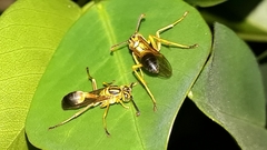 Mischocyttarus cerberus