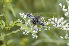Galactomyia