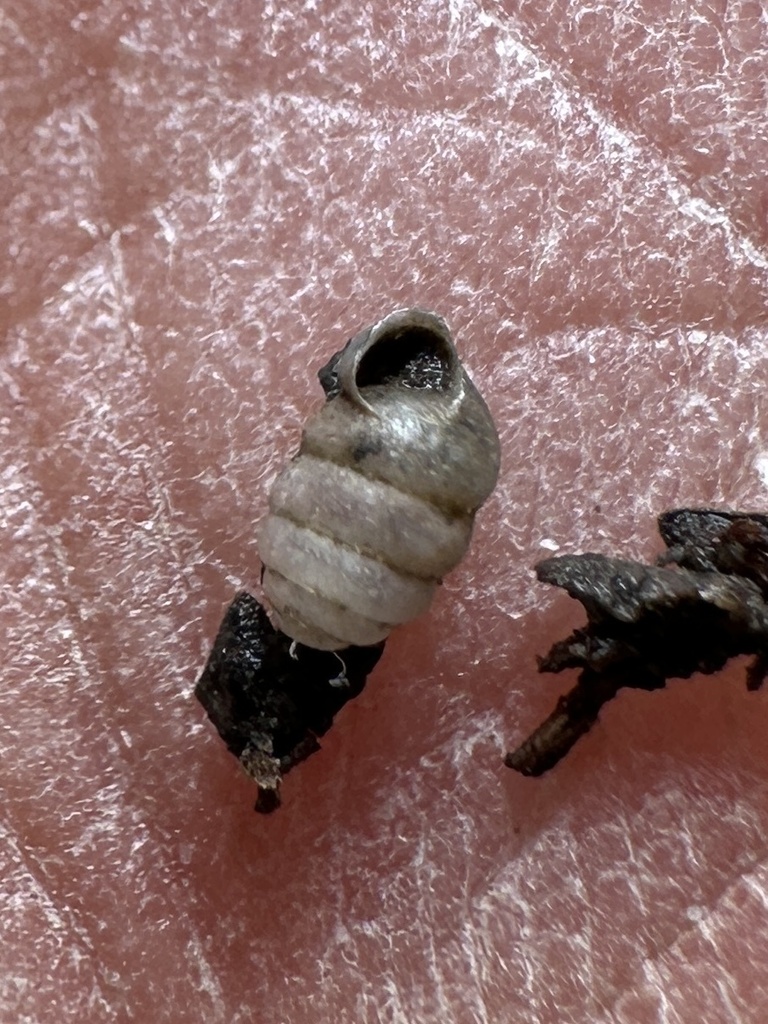 Pupilla hebes pithodes
